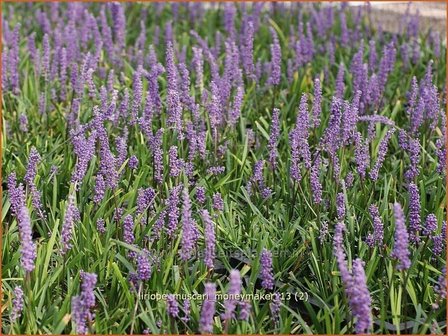 Liriope muscari &amp;#39;Moneymaker&amp;#39; | Leliegras | Lilientraube