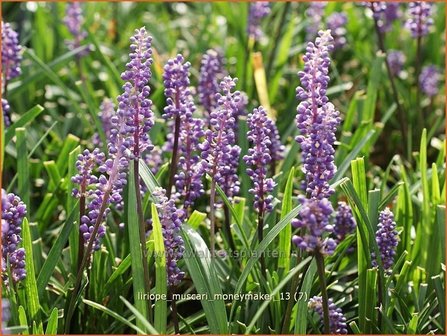 Liriope muscari &amp;#39;Moneymaker&amp;#39; | Leliegras | Lilientraube