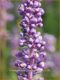 Liriope muscari &amp;#39;Moneymaker&amp;#39; | Leliegras | Lilientraube