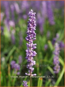 Liriope muscari &amp;#39;Moneymaker&amp;#39; | Leliegras | Lilientraube