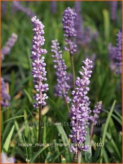 Liriope muscari &amp;#39;Moneymaker&amp;#39; | Leliegras | Lilientraube