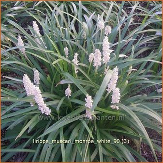 Liriope muscari &#039;Monroe White&#039; | Leliegras