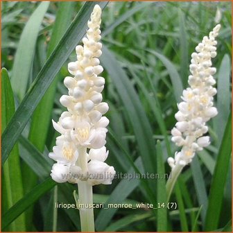 Liriope muscari &#039;Monroe White&#039; | Leliegras