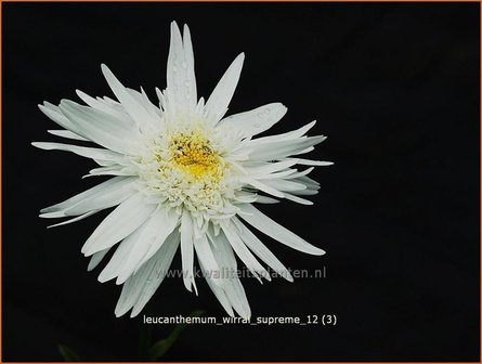 Leucanthemum &#039;Wirral Supreme&#039; | Margriet