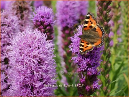 Liatris spicata &#039;Kobold&#039; | Prachtschaarde, Knopige slangenwortel