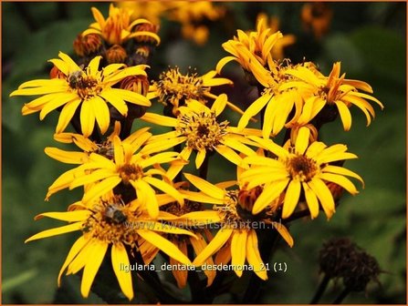 Ligularia dentata 'Desdemona' | Kruiskruid