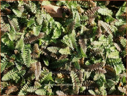 Leptinella potentillina | Koperknoopje