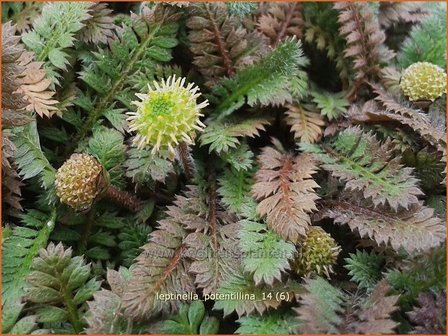 Leptinella potentillina | Koperknoopje