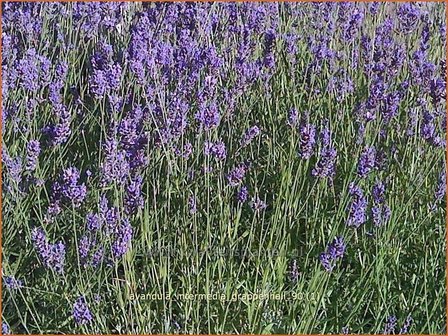 Lavandula intermedia &#039;Grappenhall&#039; | Lavandin, Lavendel