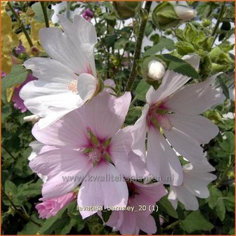 Lavatera 'Barnsley' | Malva, Struikmalva
