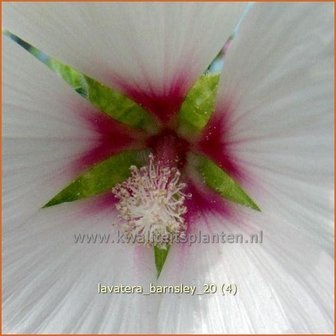 Lavatera 'Barnsley' | Malva, Struikmalva