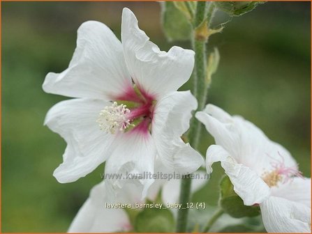 Lavatera &#039;Barnsley Baby&#039; | Malva, Struikmalva