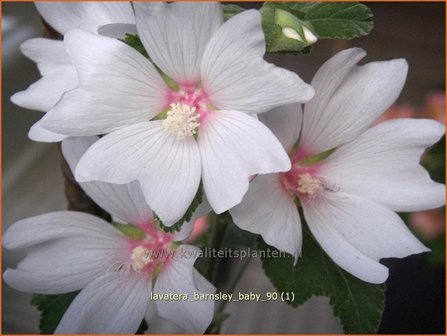 Lavatera &#039;Barnsley Baby&#039; | Malva, Struikmalva