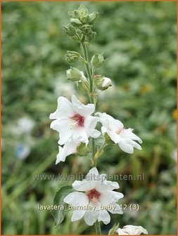 Lavatera &#039;Barnsley Baby&#039; | Malva, Struikmalva