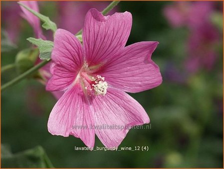 Lavatera 'Burgundy Wine' | Malva, Struikmalva