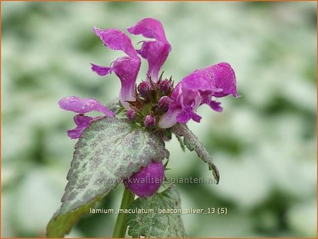 Lamium maculatum 'Beacon Silver' | Dovenetel