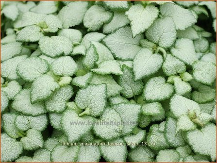 Lamium maculatum 'Beacon Silver' | Dovenetel