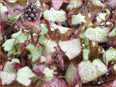Lamium maculatum 'Beacon Silver' | Dovenetel