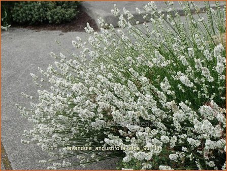 Lavandula angustifolia &#039;Alba&#039; | Lavendel