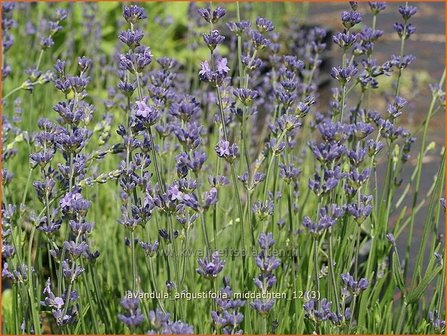 Lavandula angustifolia 'Middachten' | Gewone lavendel, Echte lavendel, Lavendel | Echter Lavendel