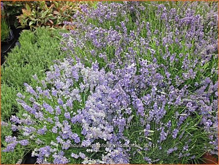Lavandula angustifolia &#039;Middachten&#039; | Gewone lavendel, Echte lavendel, Lavendel | Echter Lavendel