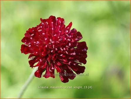 Knautia macedonica &#039;Red Knight&#039; | Beemdkroon