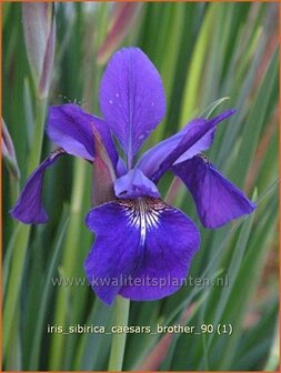 Iris sibirica &#039;Caesar&#039;s Brother&#039; | Iris, Lis, Siberische iris