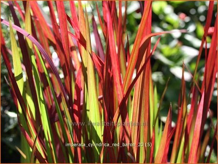 Imperata cylindrica &#039;Red Baron&#039; | Japans bloedgras