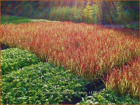 Imperata cylindrica &#039;Red Baron&#039; | Japans bloedgras