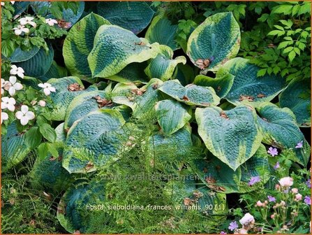 Hosta sieboldiana &#039;Frances Williams&#039; | Hartlelie, Funkia