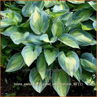 Hosta sieboldiana &#039;Great Expectations&#039; | Hartlelie, Funkia