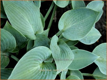 Hosta &#039;Blue Cadet&#039; | Hartlelie, Funkia