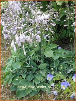 Hosta &#039;Blue Cadet&#039; | Hartlelie, Funkia