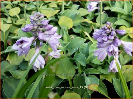 Hosta &#039;Blue Mouse Ears&#039; | Hosta, Hartlelie, Funkia