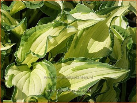 Hosta fortunei &#039;Albopicta&#039; | Hosta, Hartlelie, Funkia | Funkie | Hosta