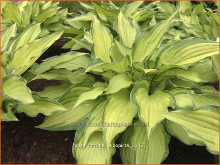 Hosta fortunei &#039;Albopicta&#039; | Hartlelie, Funkia