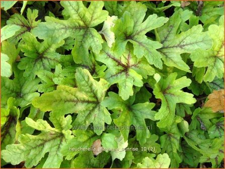 Heucherella &#039;Alabama Sunrise&#039;