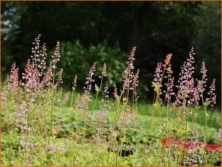 Heucherella alba &#039;Bridget Bloom&#039;