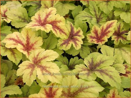 Heucherella &#039;Golden Zebra&#039;