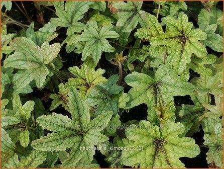 Heucherella 'Kimono' | Schuimklokje | Bastardschaumbl&uuml;te | Foamy Bells