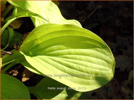 Hosta &#039;August Moon&#039; | Hartlelie, Funkia