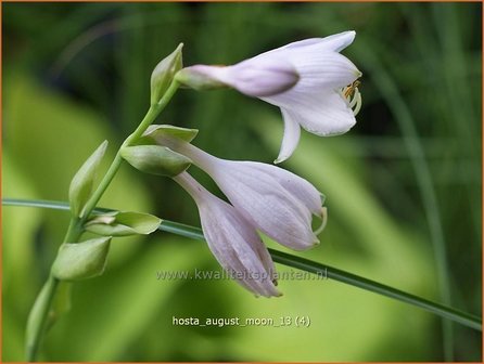 Hosta &#039;August Moon&#039; | Hartlelie, Funkia