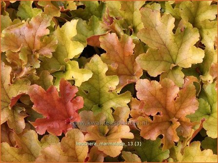 Heuchera 'Marmalade' | Purperklokje