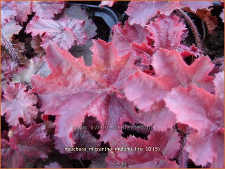 Heuchera micrantha &#039;Melting Fire&#039; | Purperklokje