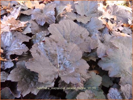 Heuchera micrantha &#039;Palace Purple&#039; | Purperklokje