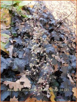 Heuchera micrantha &#039;Palace Purple&#039; | Purperklokje