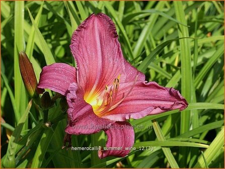 Hemerocallis &#039;Summer Wine&#039; | Daglelie