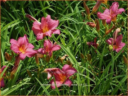 Hemerocallis &#039;Summer Wine&#039; | Daglelie