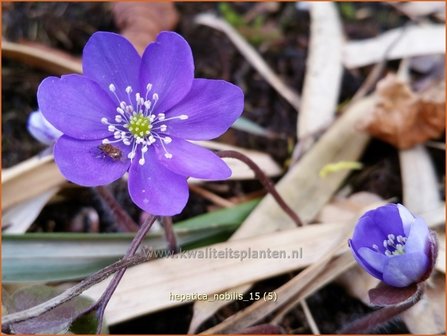 Hepatica nobilis | Leverbloempje