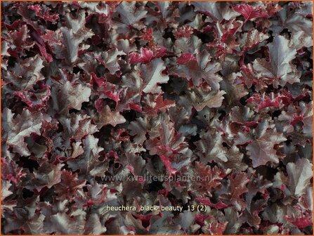 Heuchera 'Black Beauty' | Purperklokje
